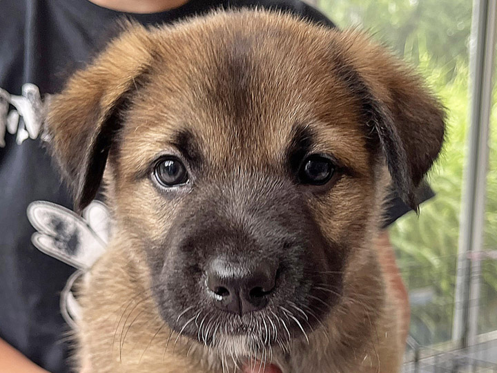 chinook puppy